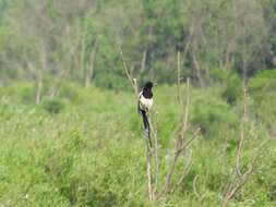 Imagem de Pica pica leucoptera Gould 1862