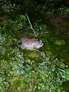 Image of southwestern toad