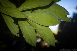 Image of Litsea australis B. P. M. Hyland