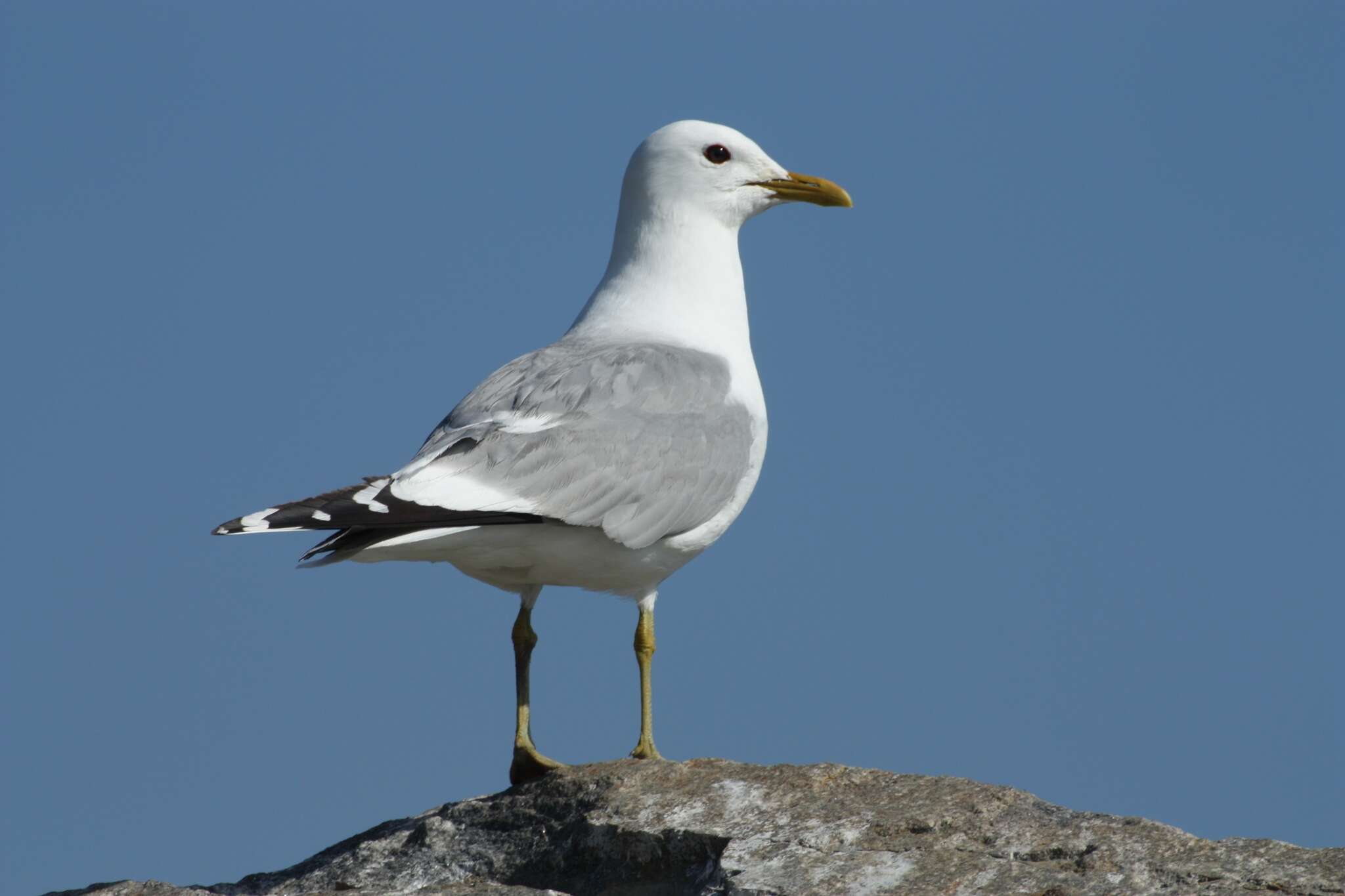 Plancia ëd Larus canus canus Linnaeus 1758