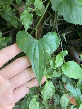 صورة Dioscorea collettii Hook. fil.