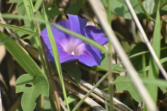 Image of Ipomoea laeta A. Gray ex S. Wats.