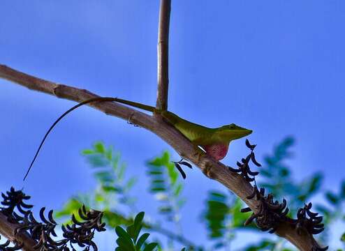 Image of Cuban green anole