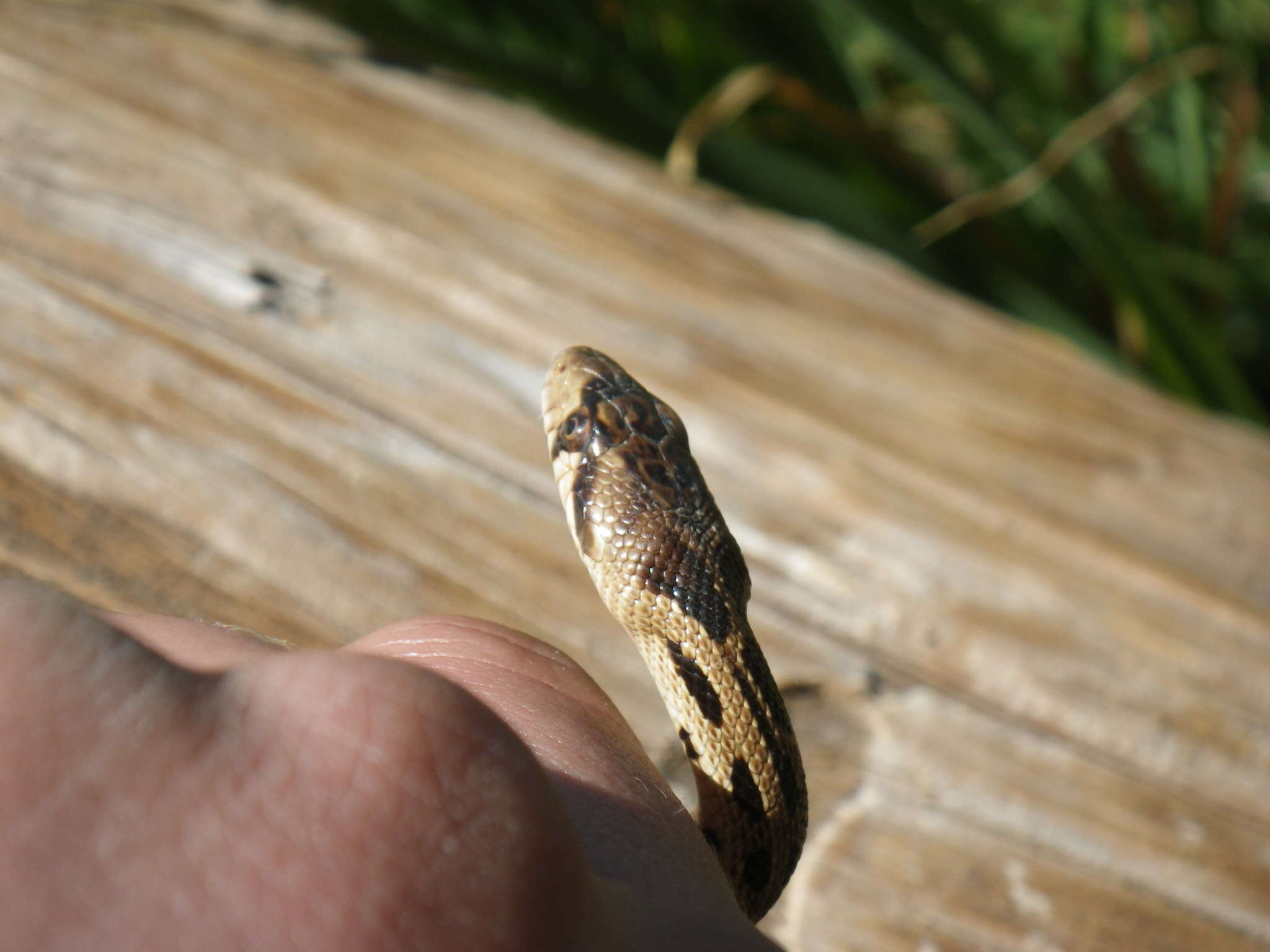 Pituophis catenifer catenifer (Blainville 1835)的圖片