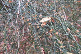 Image of Ephedra tweedieana C. A. Mey.