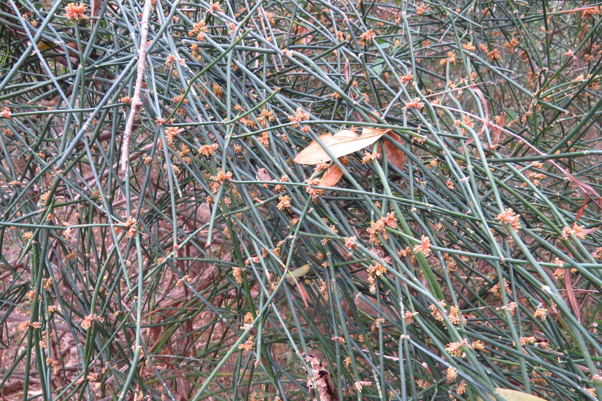 Image of Ephedra tweedieana C. A. Mey.