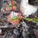 Image of Drosera leucoblasta Benth.