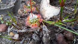 Image of Drosera leucoblasta Benth.