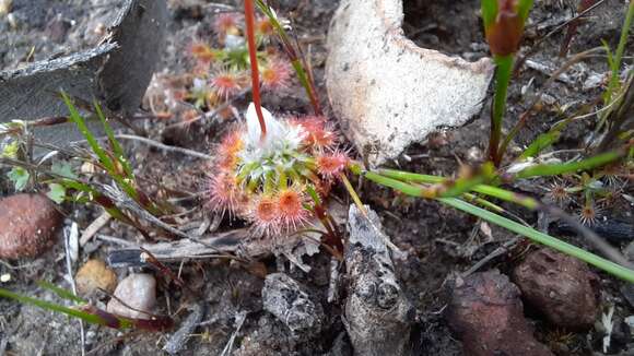 صورة Drosera leucoblasta Benth.