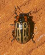 Image of Cottonwood Leaf Beetle