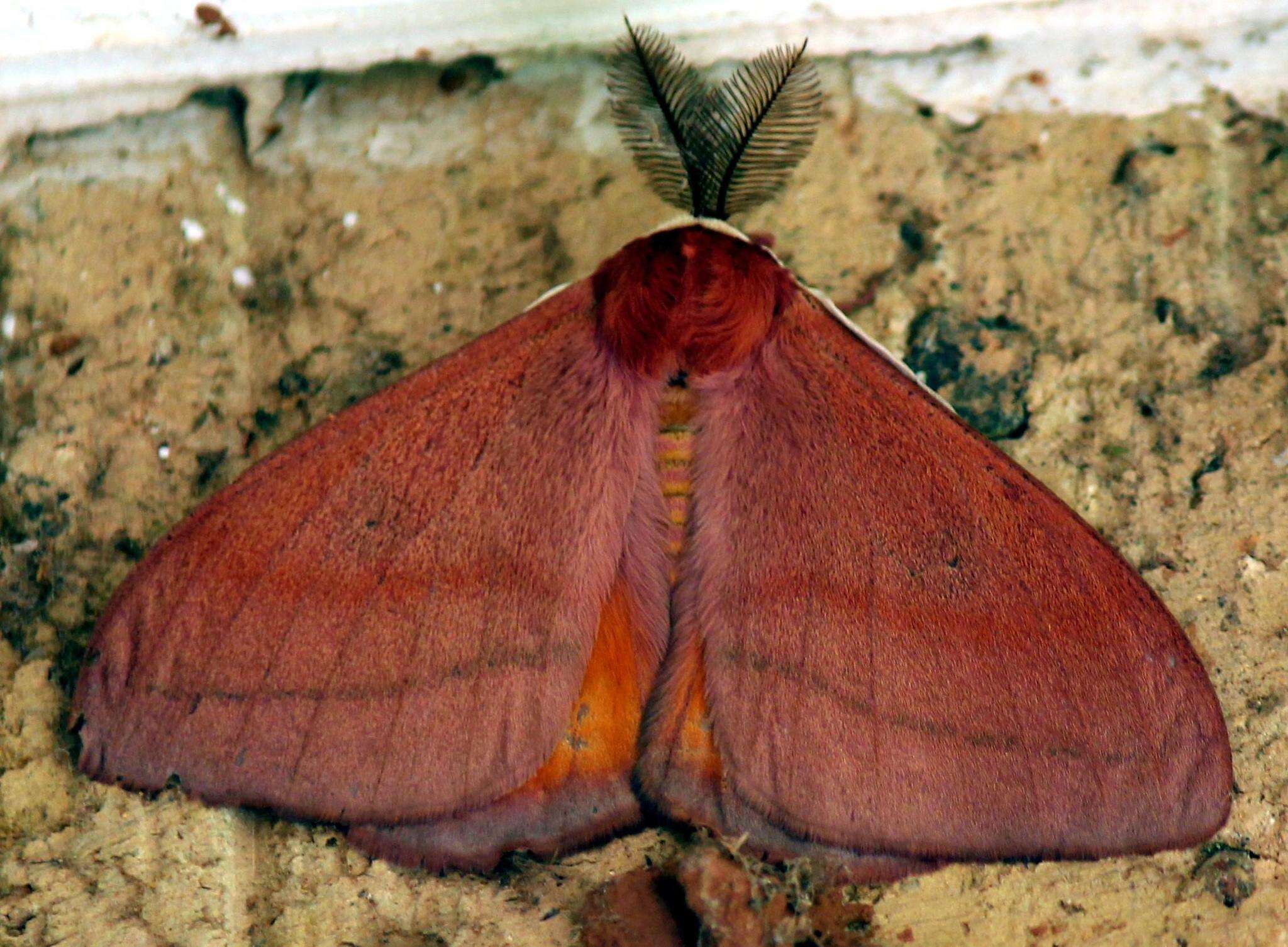 Image of Rohaniella pygmaea (Maassen 1885)