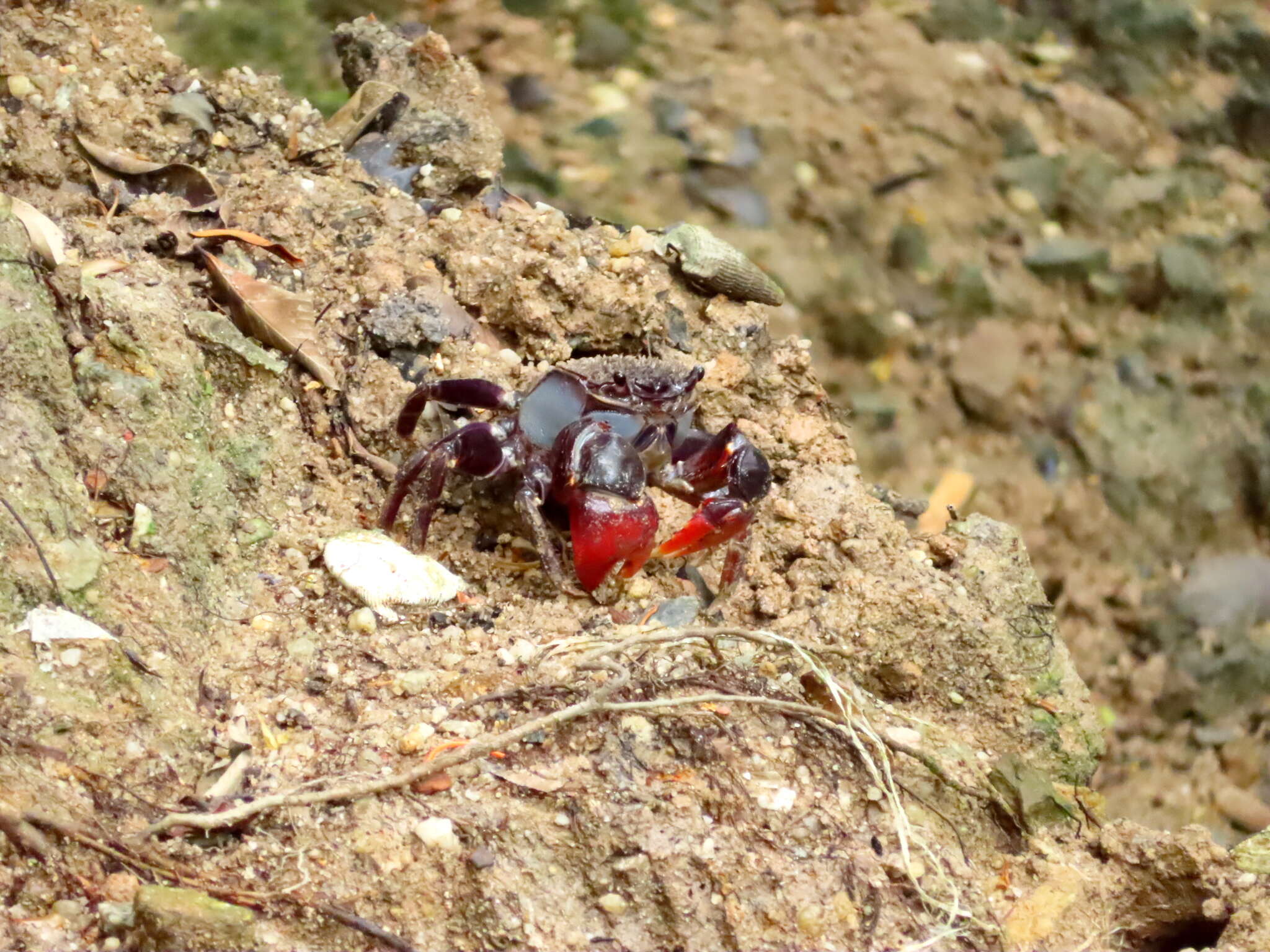 Imagem de Neosarmatium smithi (H. Milne Edwards 1853)