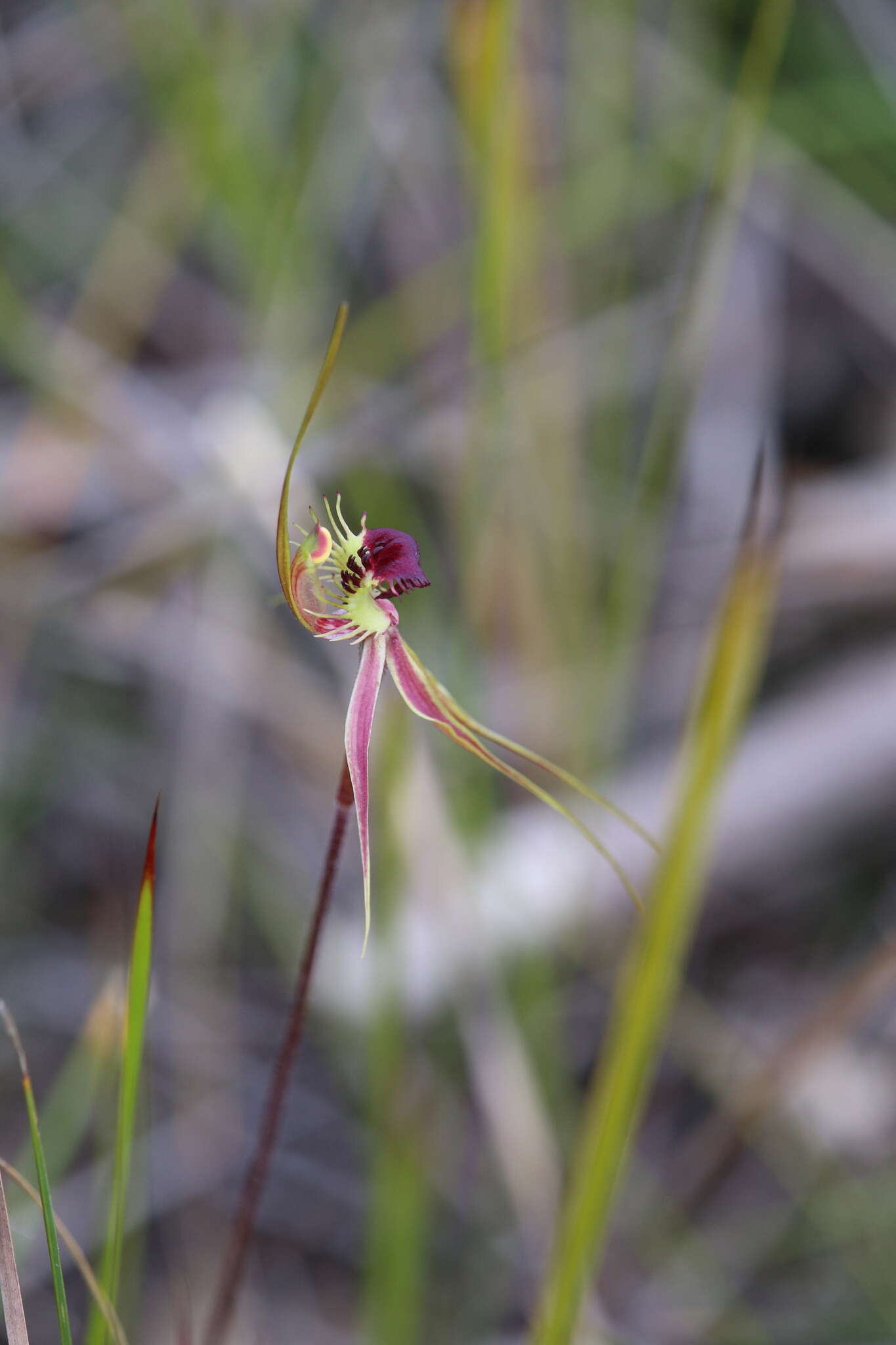 Image of Ray spider orchid