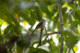 Alophoixus ochraceus (Moore & F 1854) resmi