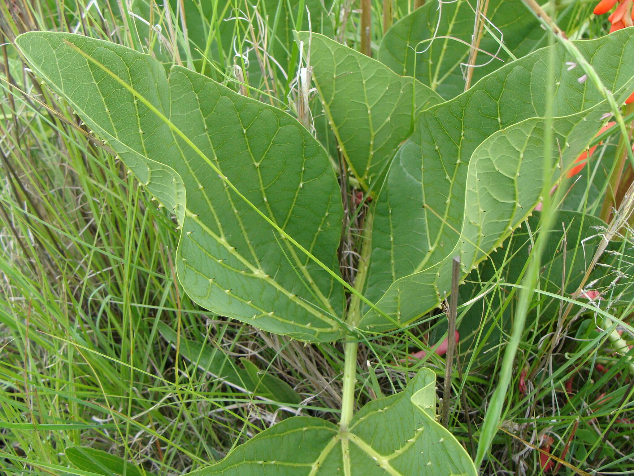 Imagem de Erythrina zeyheri Harv.