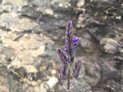 Plancia ëd Lavandula pinnata Lundmark