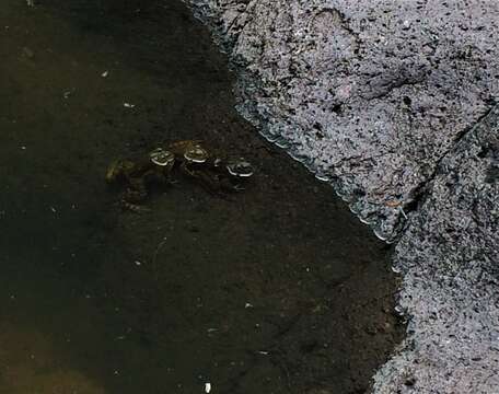 Image of Tarahumara Frog