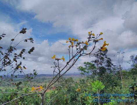 Image of Golden trumpet tree