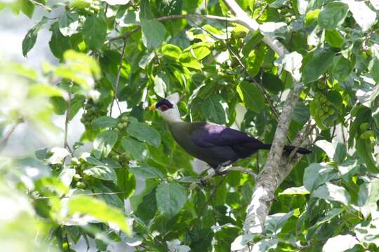 Image of White-crested Turaco