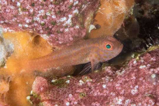 Image of Flame goby