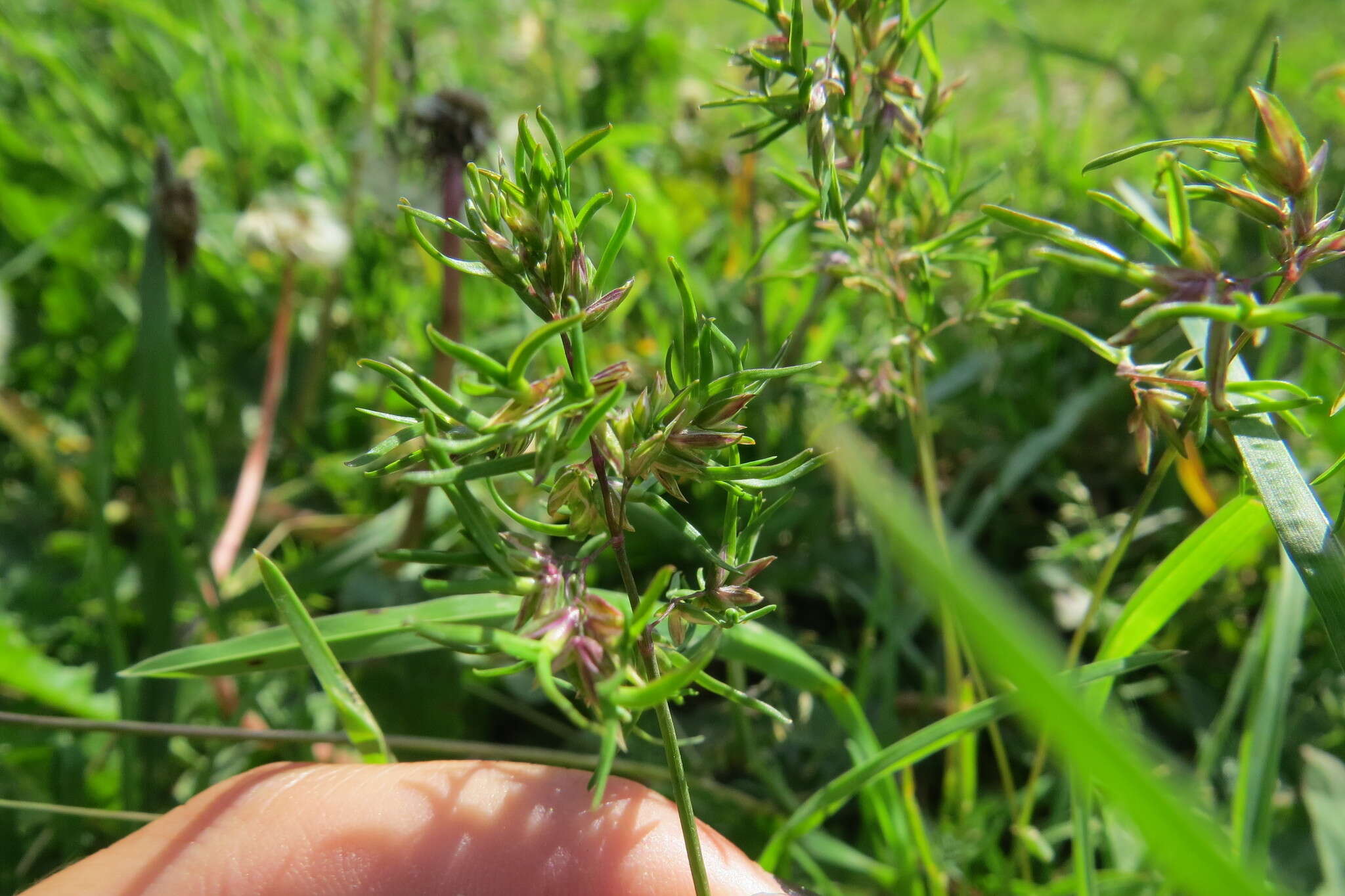 Image of alpine bluegrass