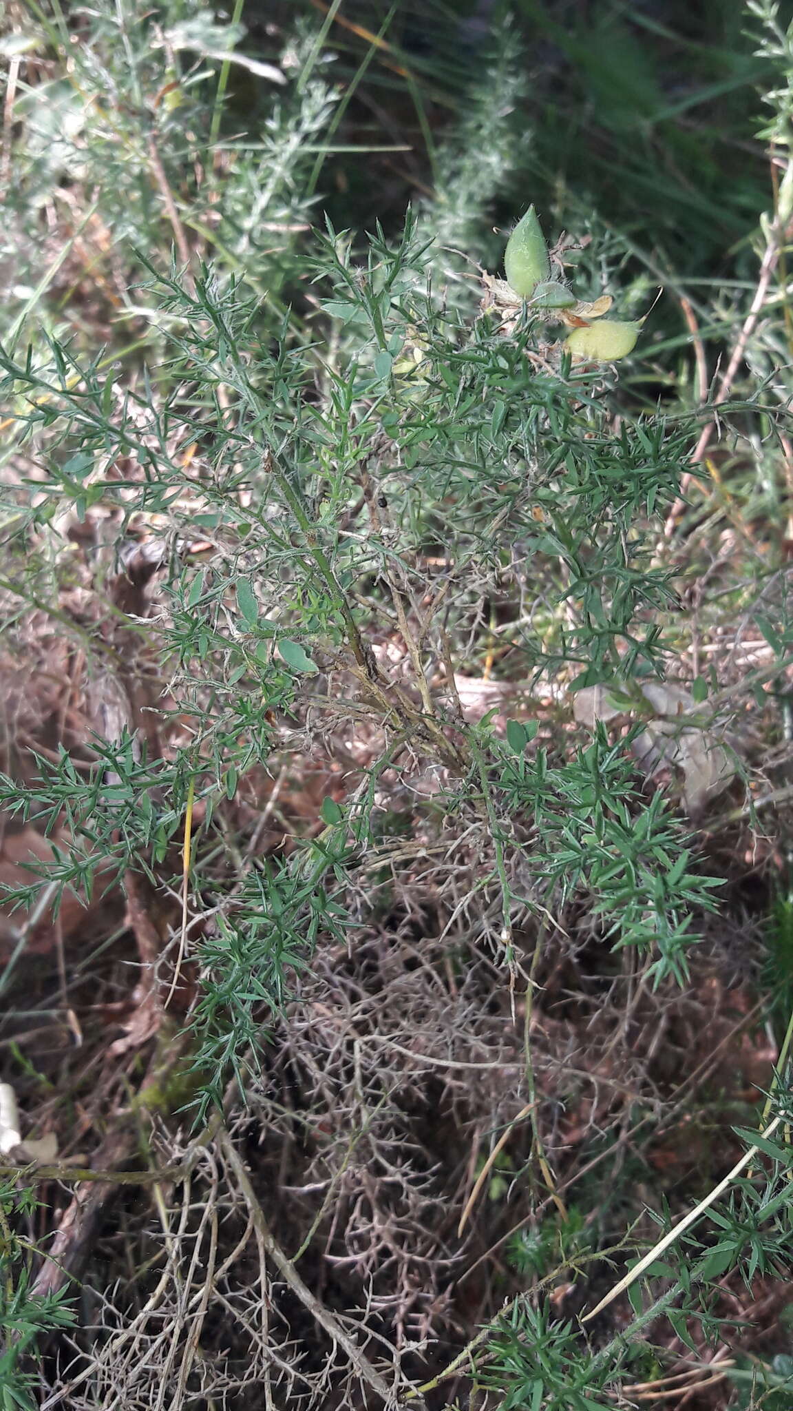 Image of Genista hispanica subsp. occidentalis Rouy