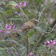 Image of Lemon-rumped Warbler