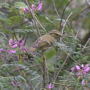 Phylloscopus chloronotus (Gray, JE, Gray & GR 1847) resmi