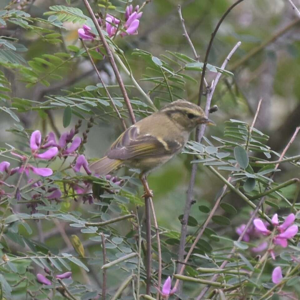 Слика од Phylloscopus chloronotus (Gray, JE, Gray & GR 1847)