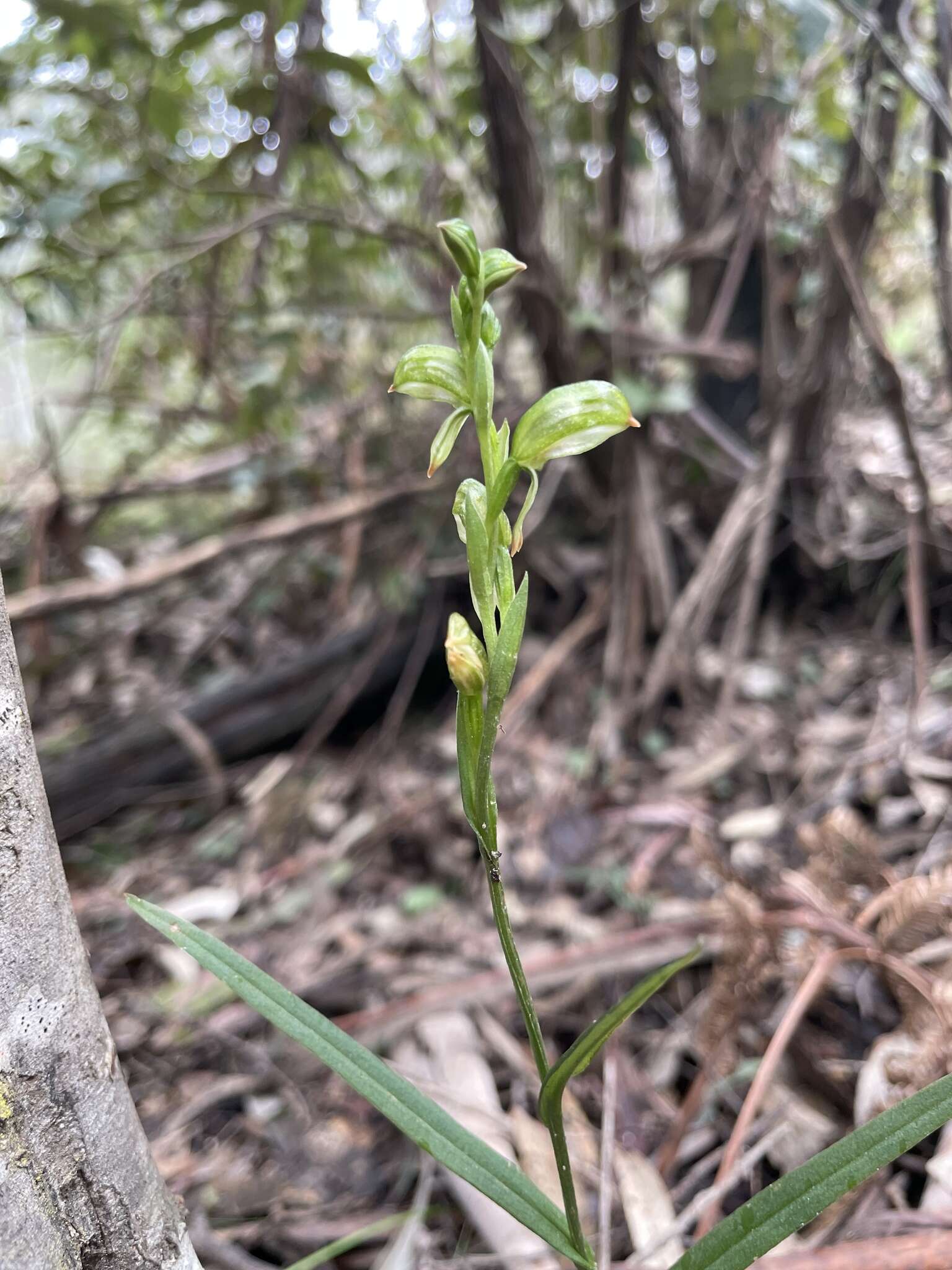 Image of Montane leafy greenhood