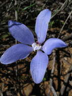 Caladenia gemmata Lindl.的圖片