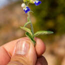 Imagem de Salvia odam J. G. González