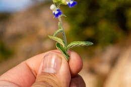 Imagem de Salvia odam J. G. González