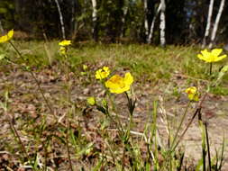 Image of mountainmeadow cinquefoil