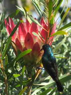 Image of Greater Double-collared Sunbird