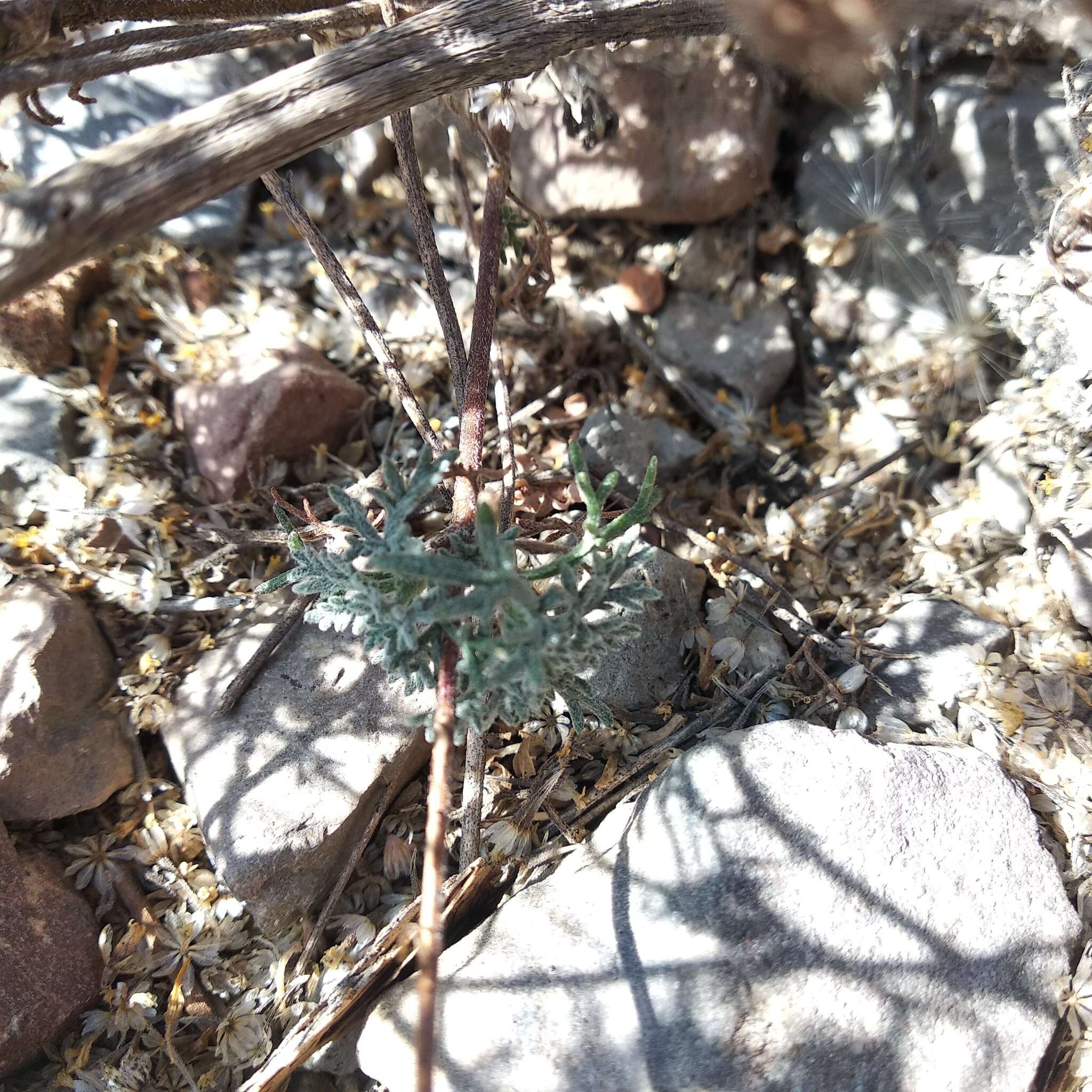 Image of Picradeniopsis pringlei (Greenm.) B. G. Baldwin