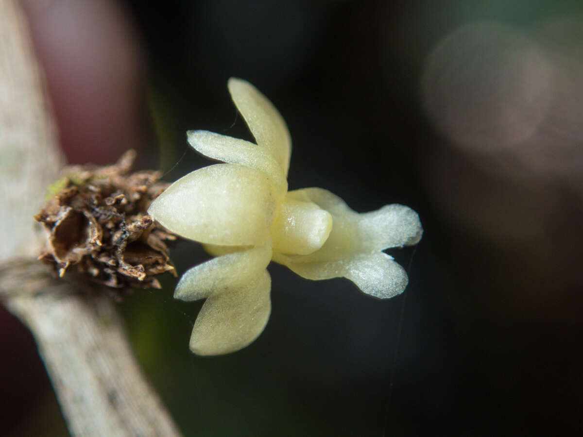 Dendrobium aloifolium (Blume) Rchb. fil.的圖片