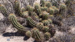 Image of Echinopsis candicans (Gillies ex Salm-Dyck) D. R. Hunt