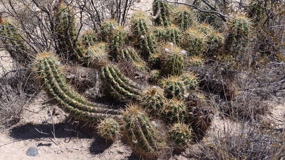 Echinopsis candicans (Gillies ex Salm-Dyck) D. R. Hunt的圖片