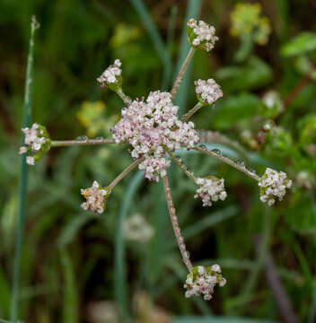 Imagem de Lomatium orientale Coult. & Rose