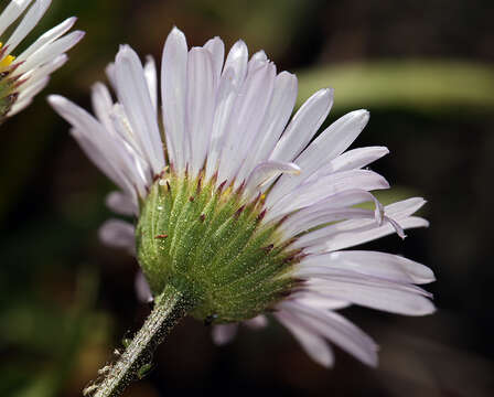 Image de Erigeron cervinus Greene