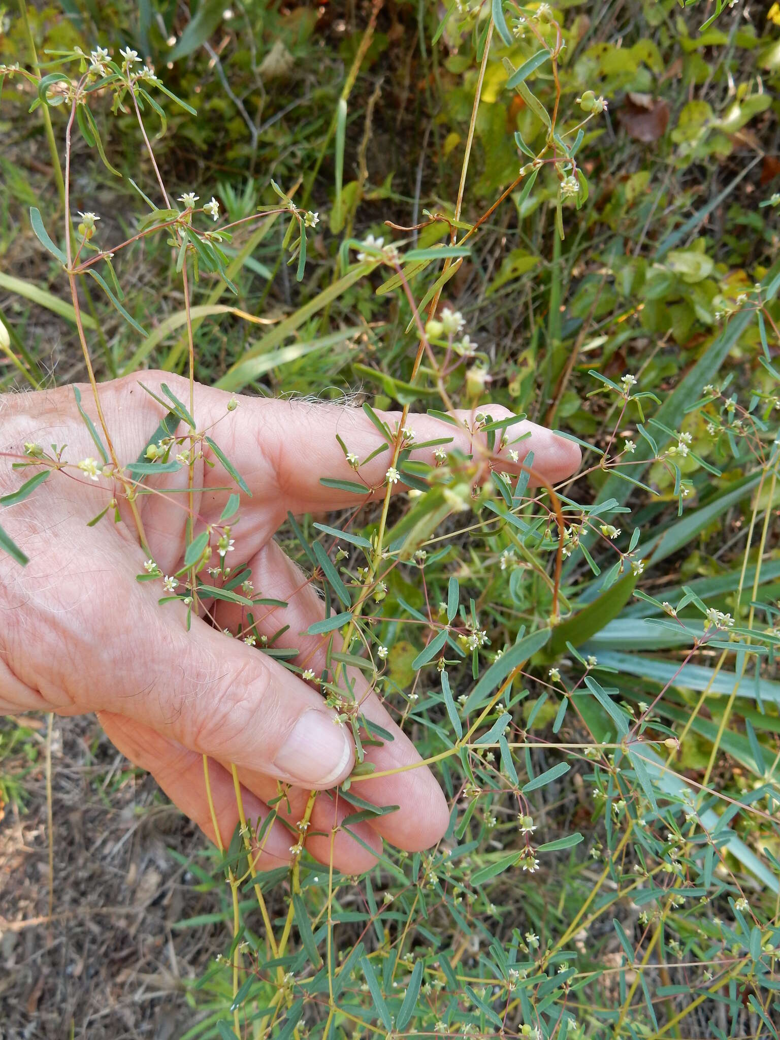 Image of prairie sandmat