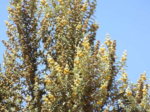 Image of Buddleja coriacea Remy