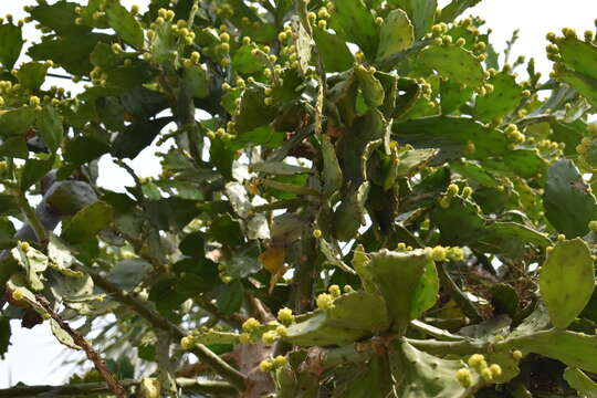 Image of Brazilian pricklypear