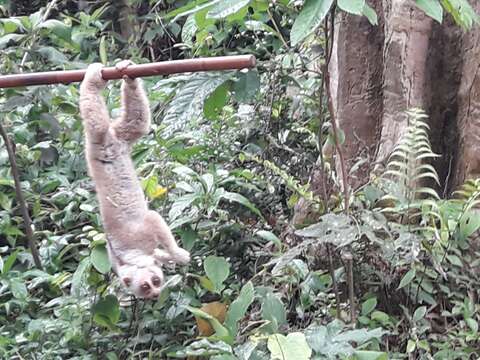 Image of Ashy Slow Loris