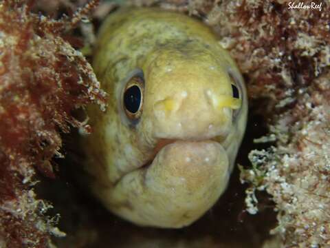 Image of Graceful-tailed moray