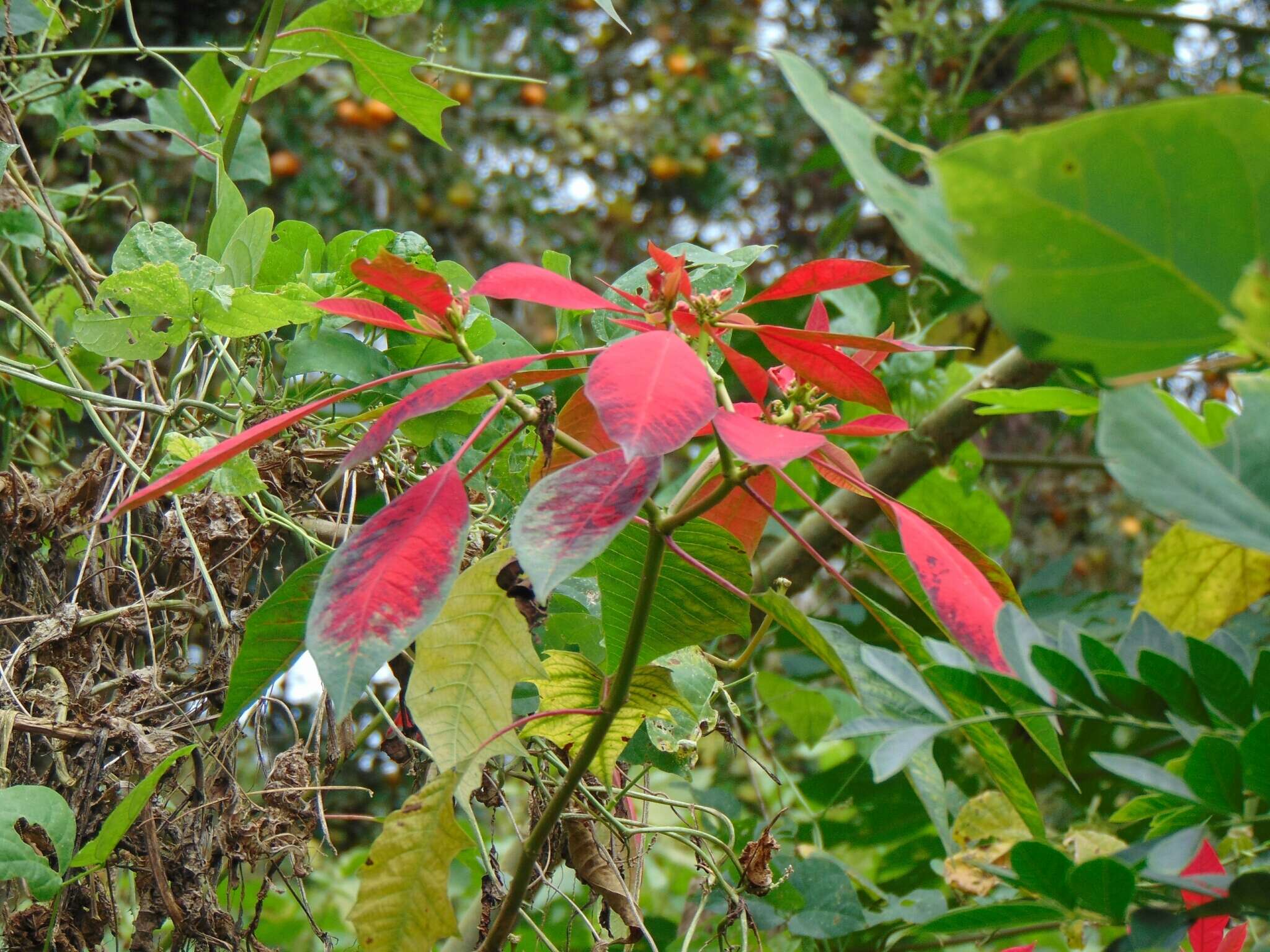 Image of poinsettia