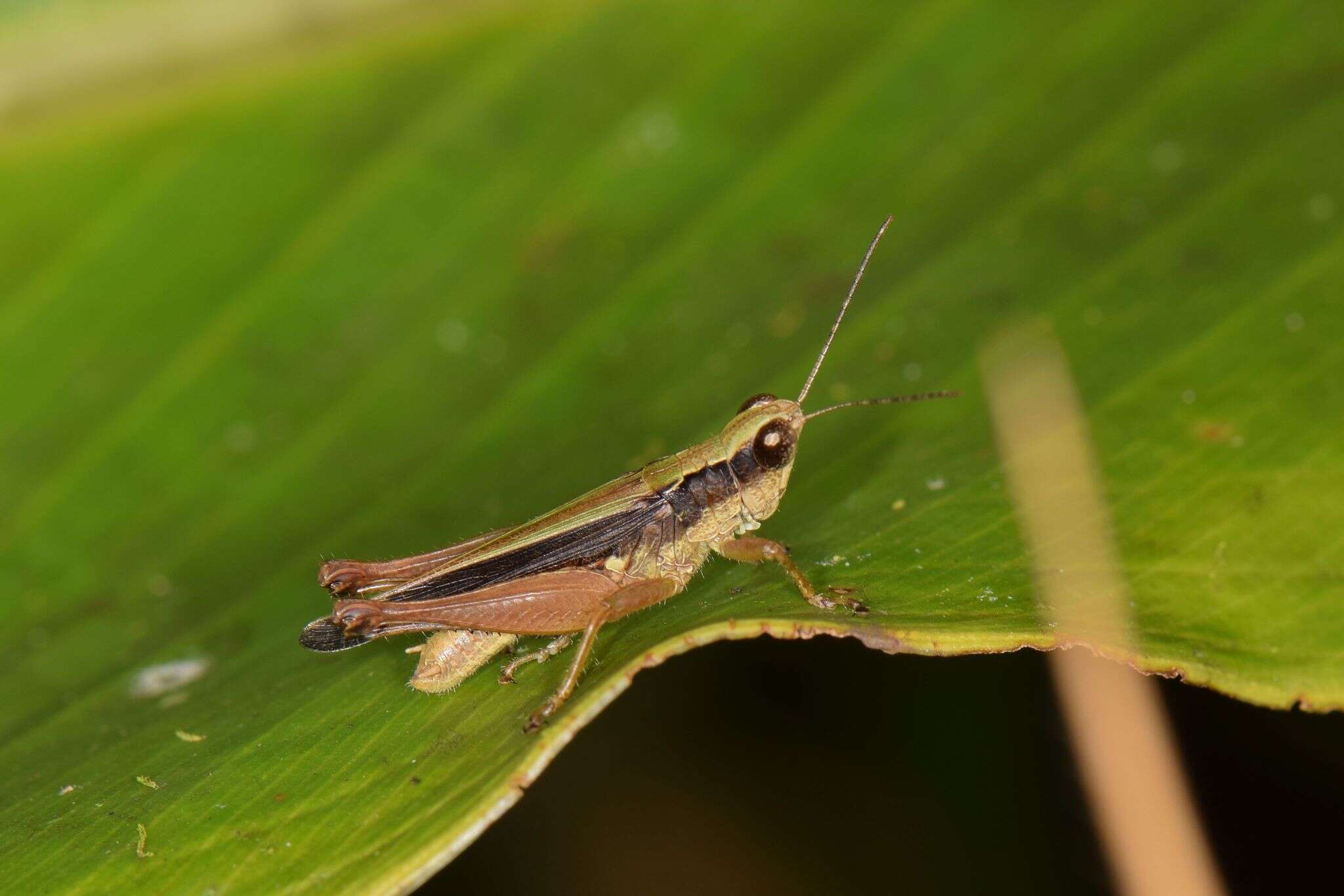 Orphulella concinnula (Walker & F. 1870) resmi