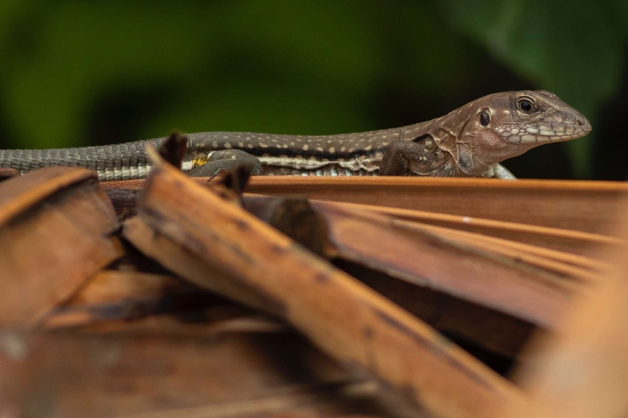 Plancia ëd Aspidoscelis guttatus (Wiegmann 1834)