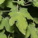 Image of Malva unguiculata (Desf.) Alef.